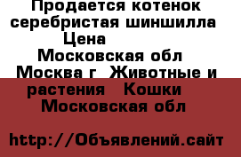 Продается котенок серебристая шиншилла › Цена ­ 12 000 - Московская обл., Москва г. Животные и растения » Кошки   . Московская обл.